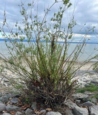 Ein Bild, das draußen, Pflanze, Himmel, Halbstrauch enthält.
KI-generierte Inhalte können fehlerhaft sein.