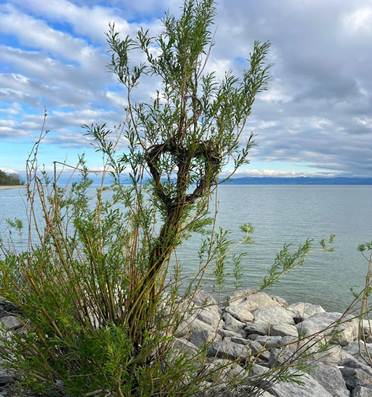 Ein Bild, das draußen, Wolke, Himmel, Wasser enthält.
KI-generierte Inhalte können fehlerhaft sein.