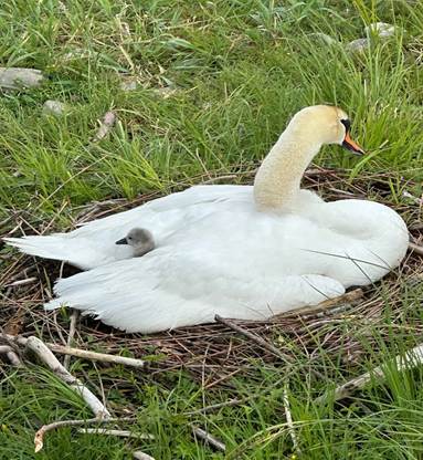 Ein Bild, das Vogel, Wasservögel, draußen, Schwan enthält.
KI-generierte Inhalte können fehlerhaft sein.